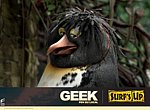 fond ecran  Les Rois de la Glisse: Geek