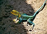 fond ecran  lezard