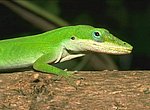 fond ecran  lezard