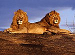 fond ecran  lions