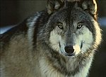 fond ecran  loup