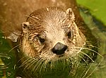 fond ecran  loutre