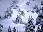 fond ecran  sapins