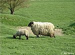 fond ecran  moutons