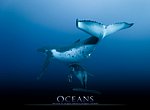 fond ecran  OcÃ©ans : bÃ©bÃ© baleine