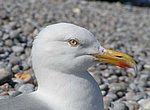 fond ecran  mouette