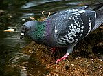 fond ecran  pigeon