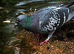 fond ecran  pigeon