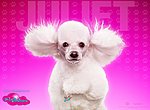 fond ecran  Palace pour chiens: Juliet