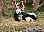 fond ecran  pandas