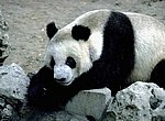 fond ecran  panda