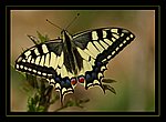 fond ecran  papillon