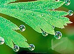 fond ecran  feuille