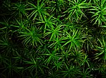 fond ecran  plante