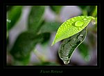 fond ecran  ficus retusa