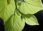 fond ecran  feuilles