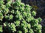 fond ecran  plante grasse