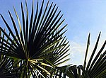 fond ecran  plantes exotiques