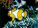 fond ecran  poisson