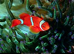 fond ecran  poisson clown