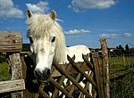 fond ecran  poney blanc