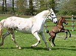 fond ecran  Poney et cheval blanc