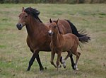 fond ecran  Poney et cheval 