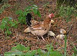 fond ecran  poule et poussins