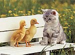 fond ecran  poussins et chat