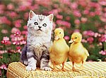 fond ecran  poussins et chatton