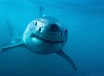 fond ecran  requin