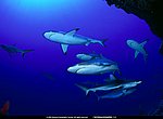 fond ecran  requins