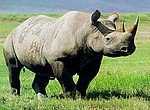 fond ecran  rhinoceros