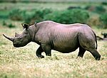 fond ecran  rhinoceros