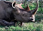 fond ecran  rhinoceros