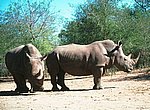 fond ecran  rhinoceros