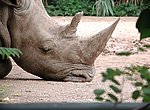 fond ecran rhinoceros