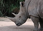 fond ecran  rhinoceros