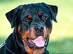 fond ecran  rottweiler