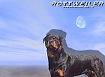 fond ecran  rottweiler