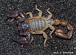 fond ecran  scorpion