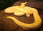 fond ecran  serpent blanc