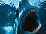 fond ecran  Shark 3D : Requin