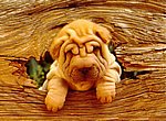 fond ecran  Sharpei