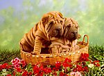 fond ecran  Sharpei