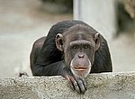 fond ecran  singe chimpanzee