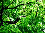 fond ecran  Sony Vaio