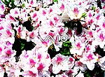 fond ecran  Sony Vaio