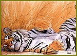 fond ecran  tigre