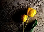 fond ecran tulipes jaunes